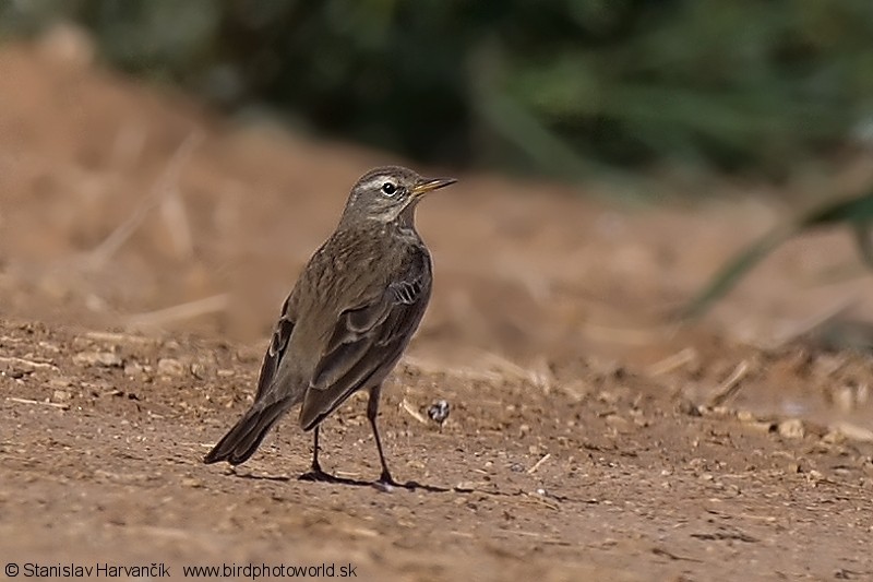 Water Pipit - Stanislav Harvančík