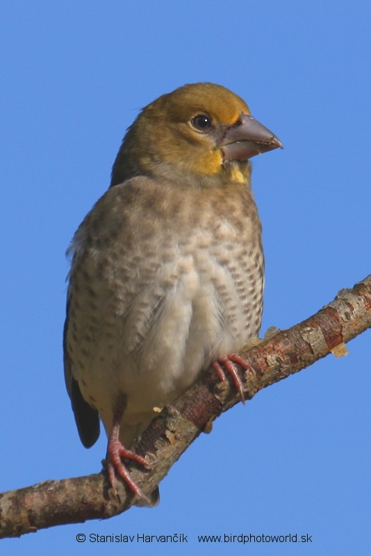 Hawfinch - ML204377791