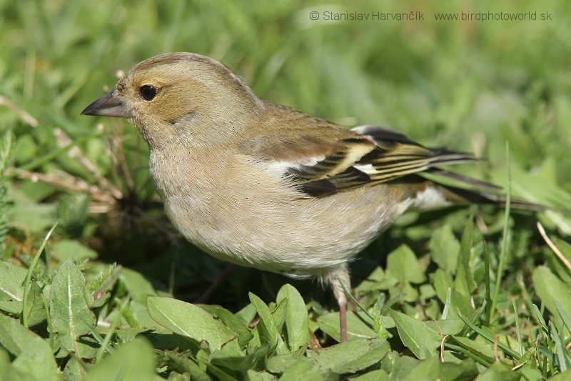 Common Chaffinch - ML204377881