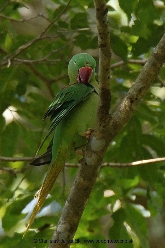 Alexandrine Parakeet - ML204378701