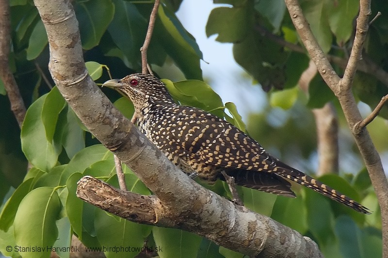 Asian Koel - Stanislav Harvančík