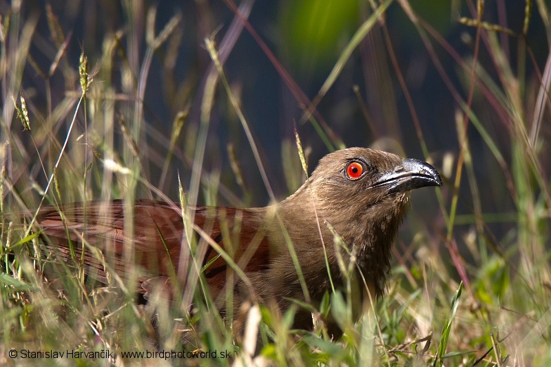 Andaman Coucal - ML204378791