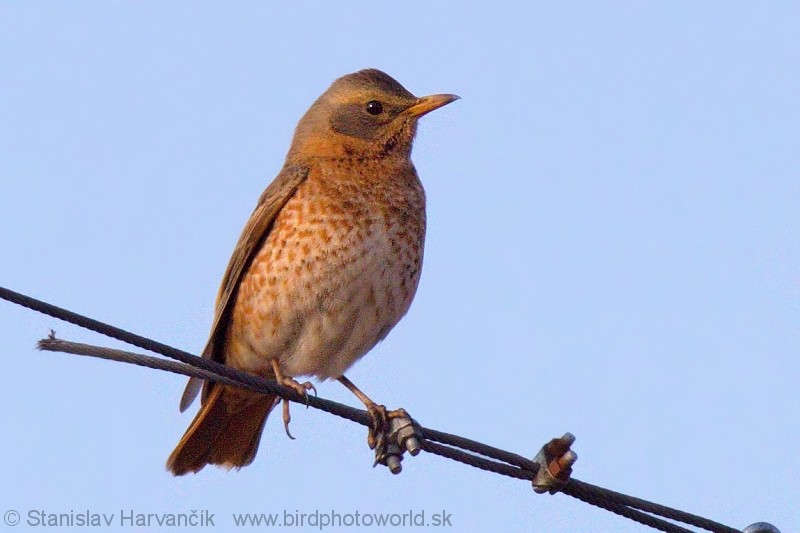 Naumann's Thrush - Stanislav Harvančík