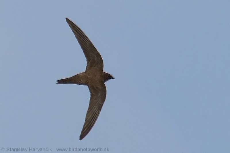 Alpine Swift - Stanislav Harvančík