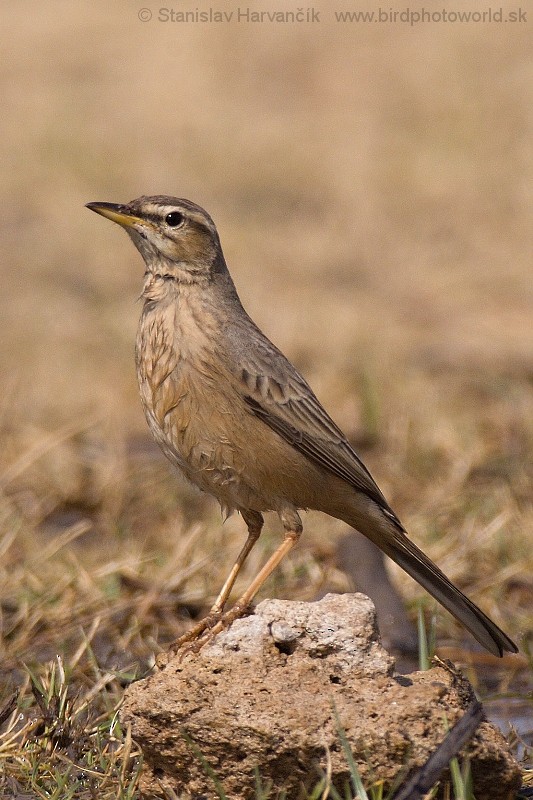 Long-billed Pipit - Stanislav Harvančík