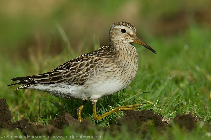 Pectoral Sandpiper - ML204379281