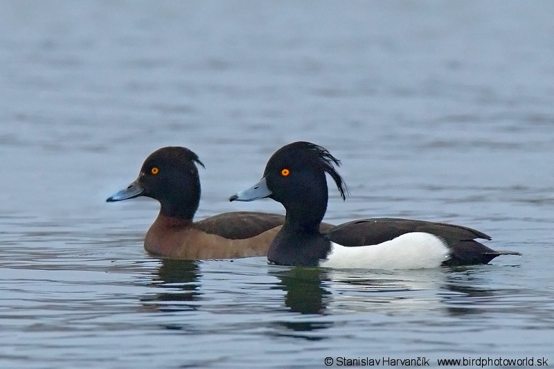 Tufted Duck - Stanislav Harvančík