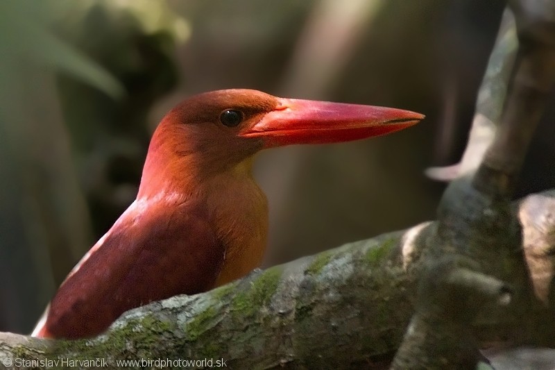 Ruddy Kingfisher - Stanislav Harvančík