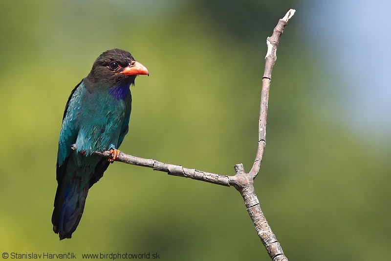 Dollarbird - Stanislav Harvančík