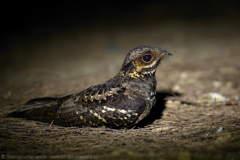 Andaman Nightjar - Stanislav Harvančík