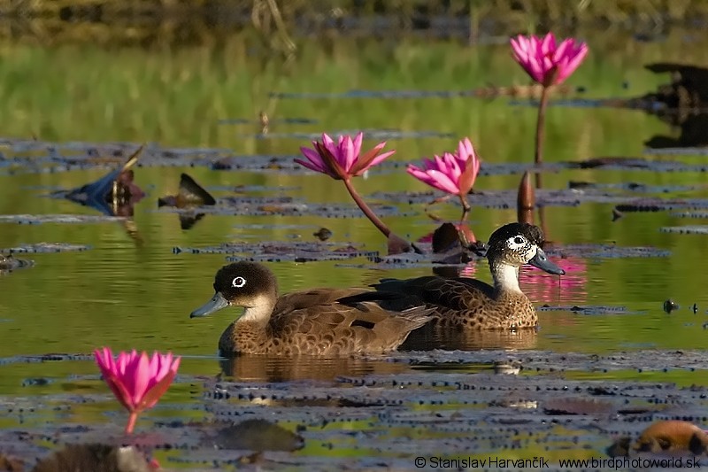 Andaman Teal - Stanislav Harvančík