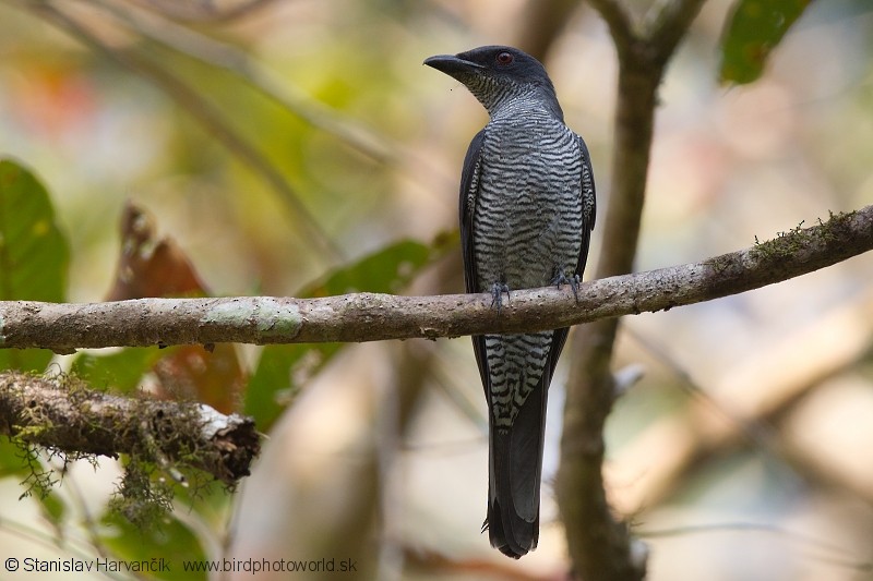 Andaman Cuckooshrike - ML204380141