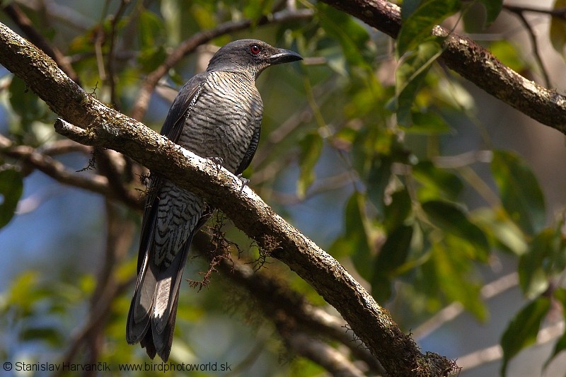 Andaman Cuckooshrike - ML204380151