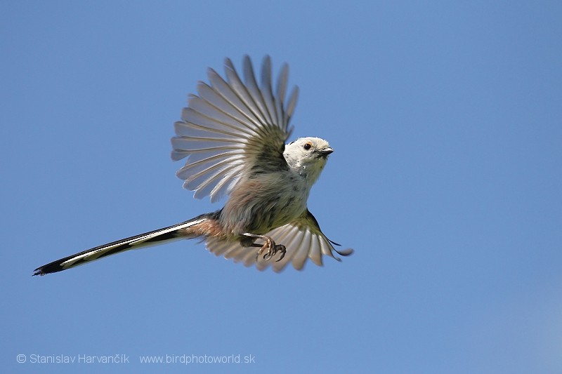 Long-tailed Tit (caudatus) - ML204380341