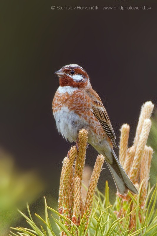 Pine Bunting - ML204380421