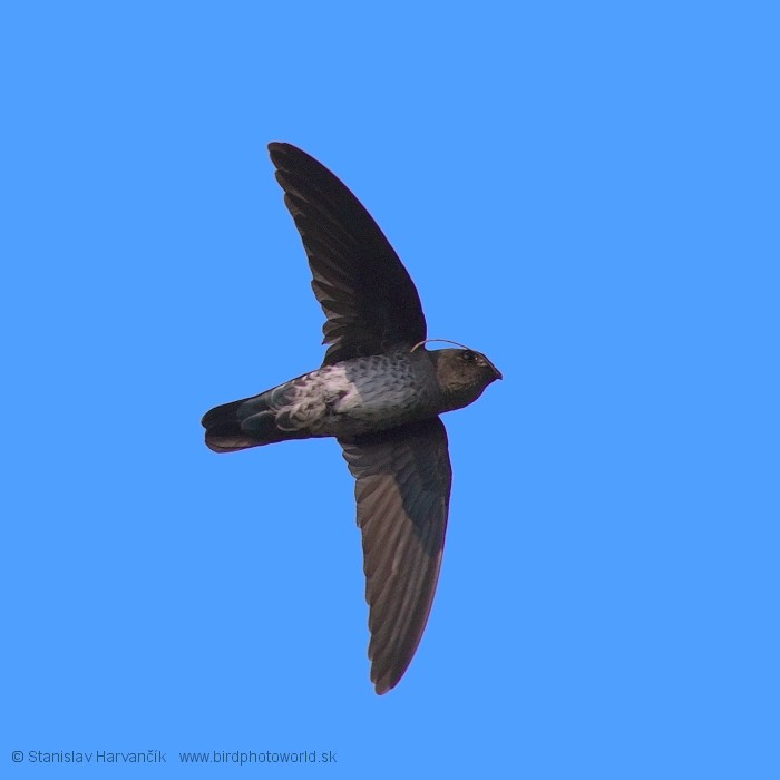 Plume-toed Swiftlet - ML204380611