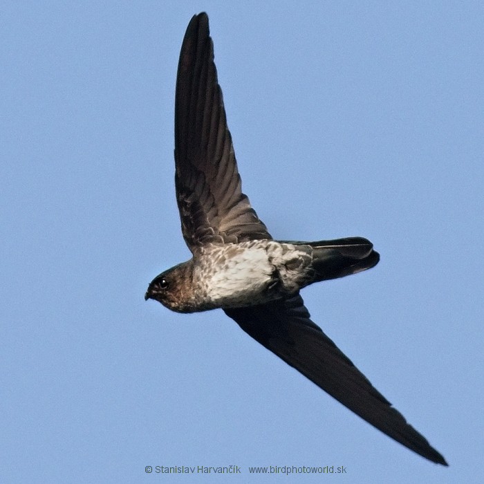 Plume-toed Swiftlet - ML204380661