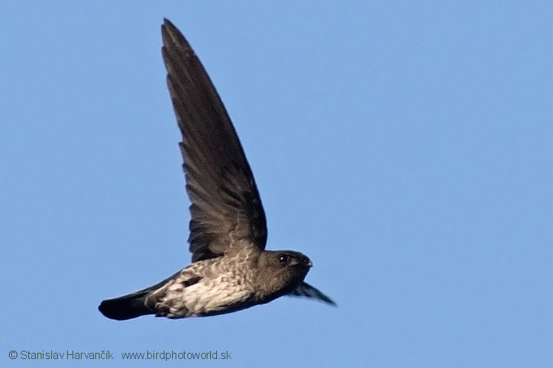 Plume-toed Swiftlet - ML204380681