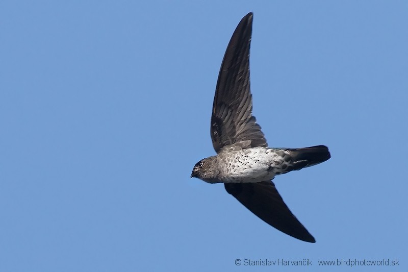 Plume-toed Swiftlet - ML204380691