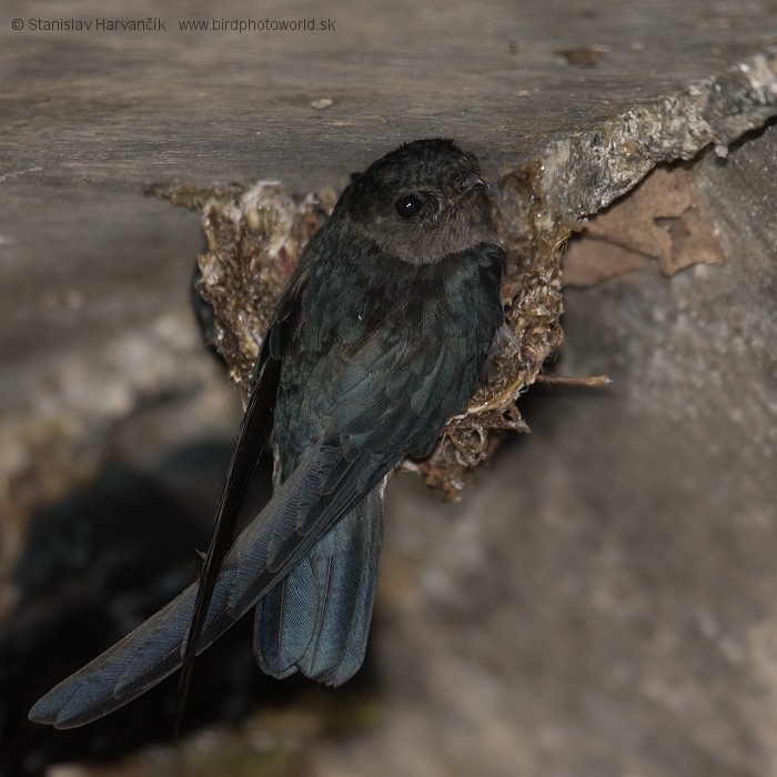 Plume-toed Swiftlet - ML204380711