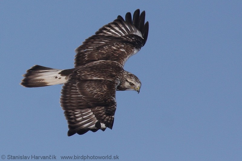 Rough-legged Hawk - ML204381611