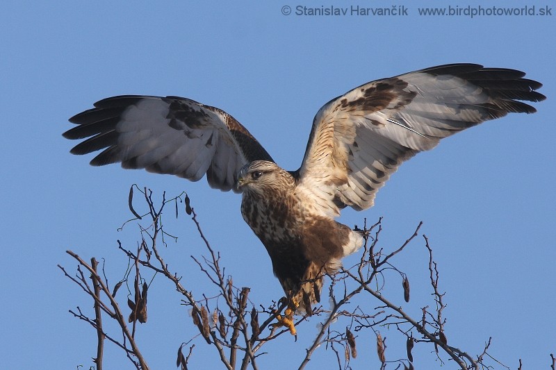 Rough-legged Hawk - ML204381621