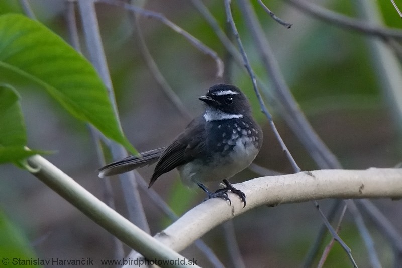 Spot-breasted Fantail - Stanislav Harvančík