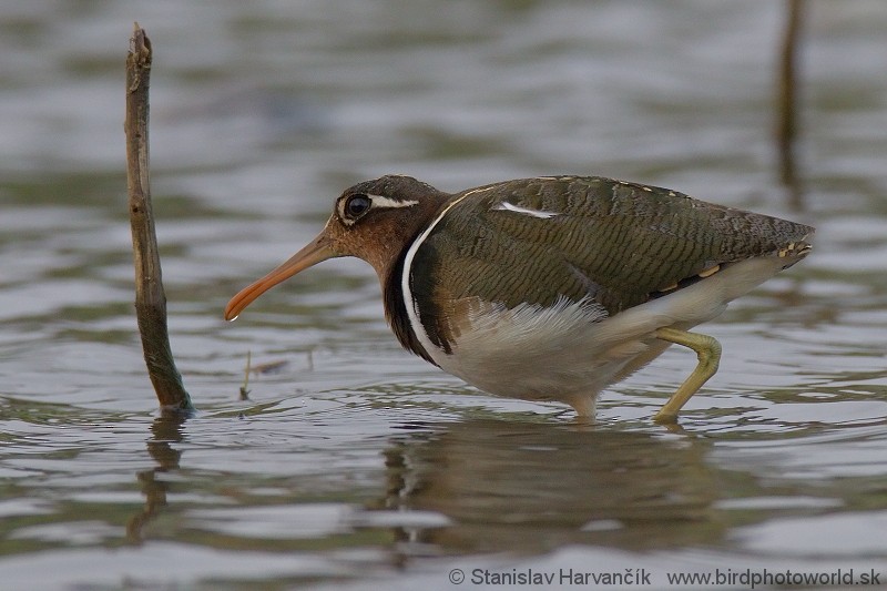 Greater Painted-Snipe - Stanislav Harvančík