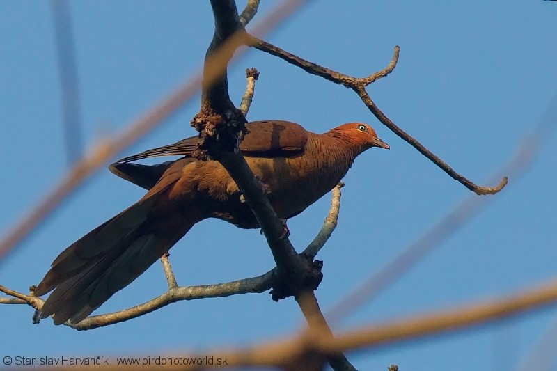 Andaman Cuckoo-Dove - ML204381971