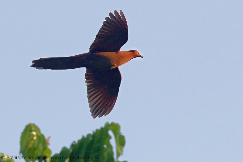 Andaman Cuckoo-Dove - ML204381981