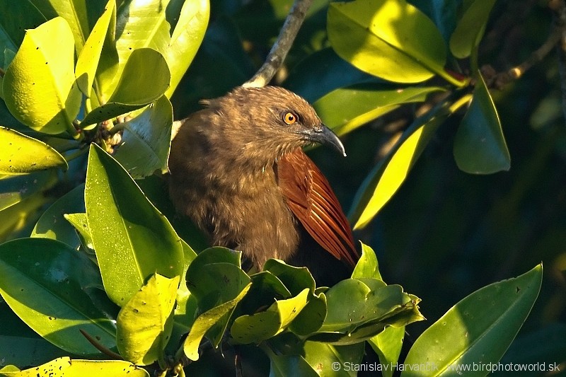 Andaman Coucal - ML204382011