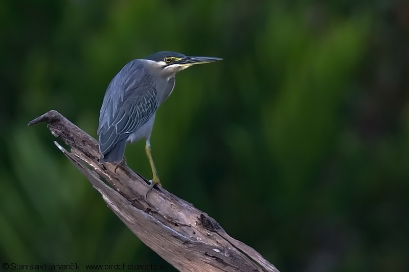 Striated Heron (Old World) - Stanislav Harvančík