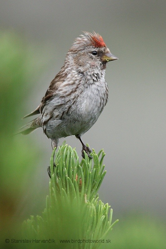 Lesser Redpoll - ML204382421