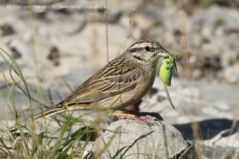 Rock Bunting - ML204382621