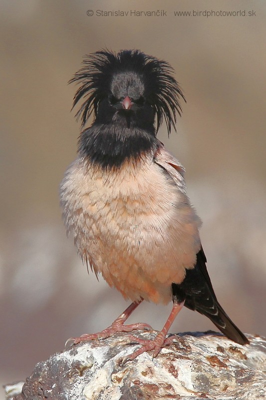 Rosy Starling - ML204382671