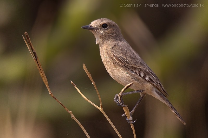 Pied Bushchat - ML204382941