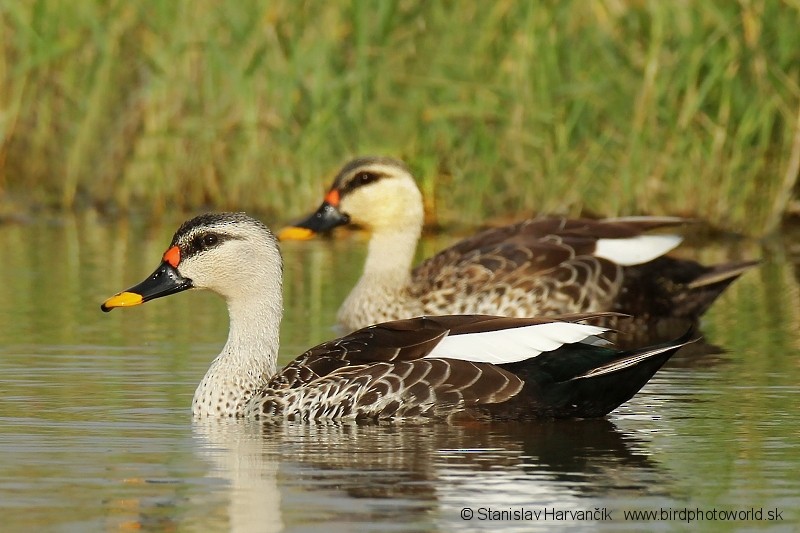 Indian Spot-billed Duck - Stanislav Harvančík