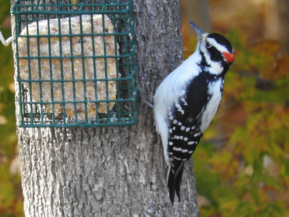 Hairy Woodpecker - ML20438401