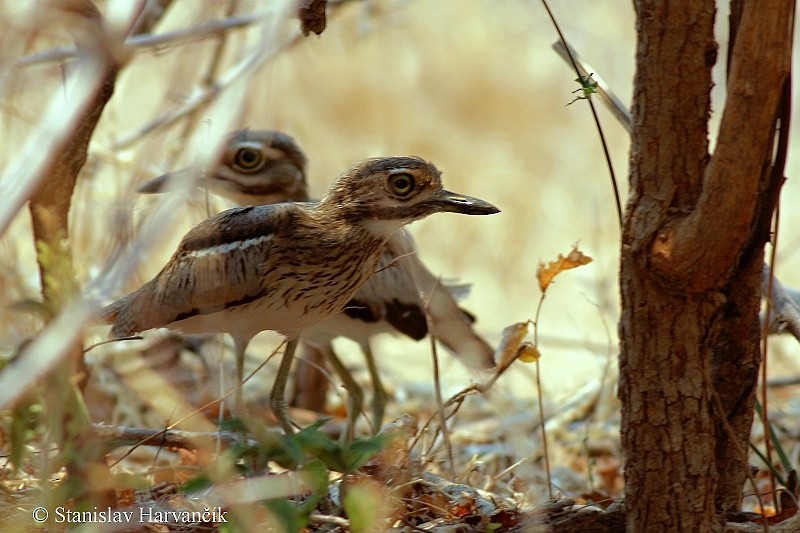 Water Thick-knee - ML204384101