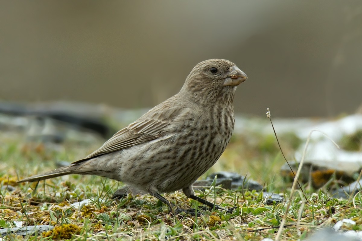 Great Rosefinch (Great) - ML204384311