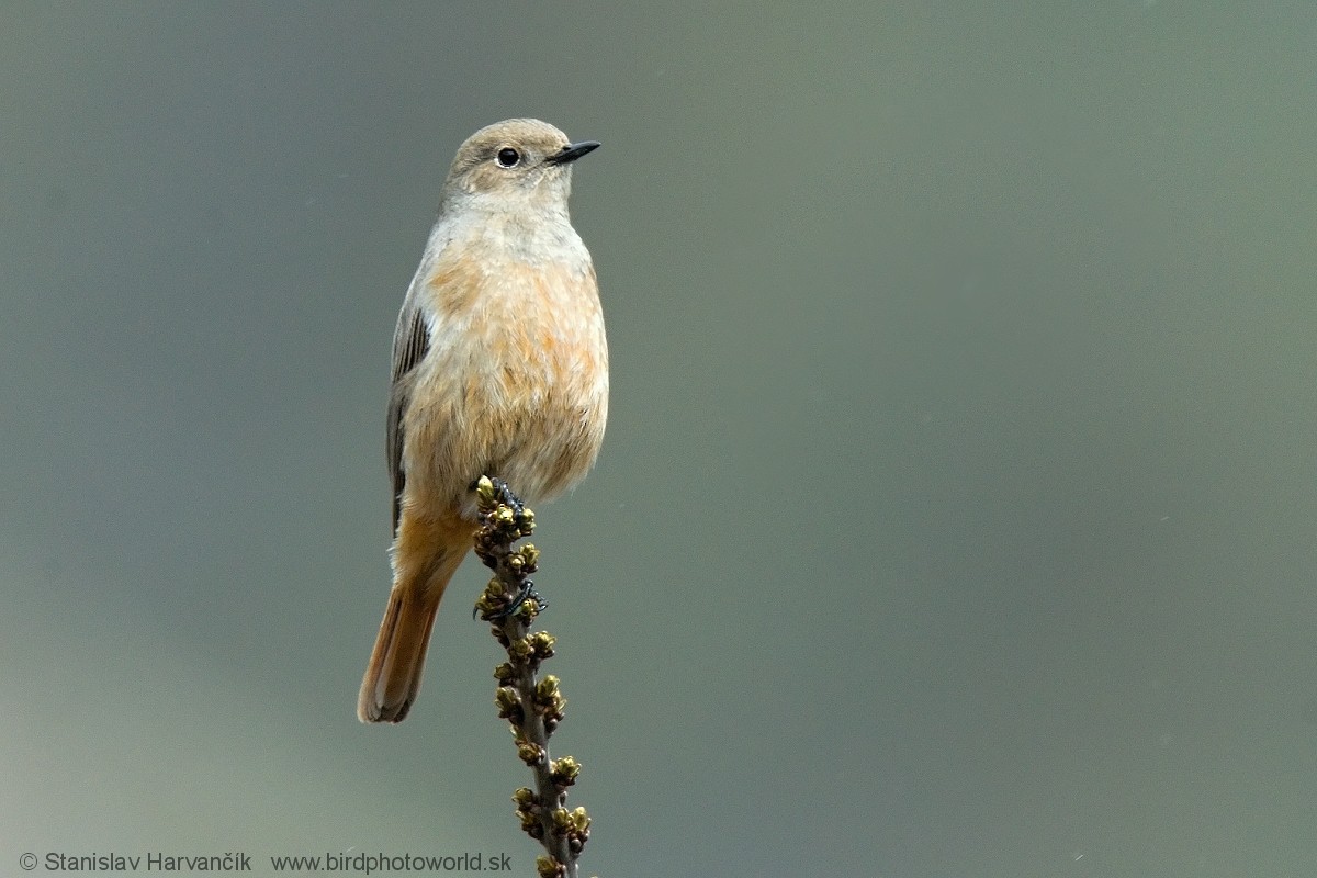 White-winged Redstart - ML204384341