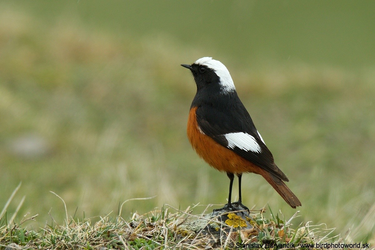 Rougequeue de Güldenstädt - ML204384361