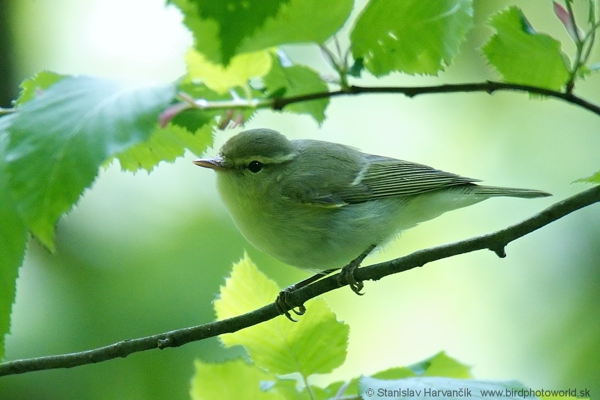 Mosquitero del Cáucaso - ML204384491