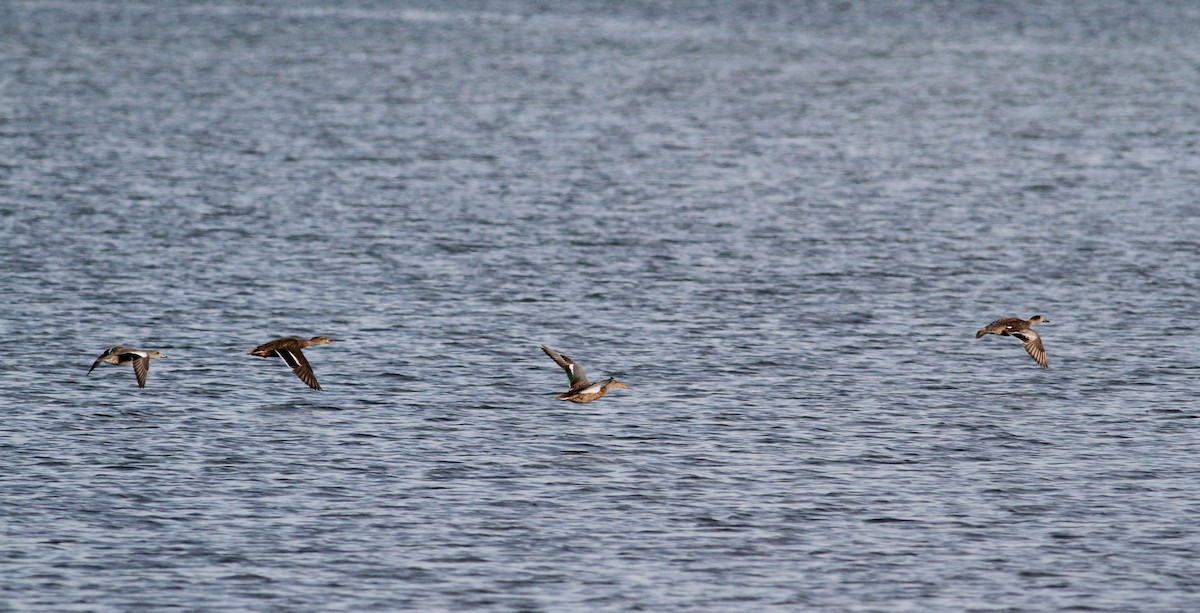 Northern Shoveler - Jay McGowan