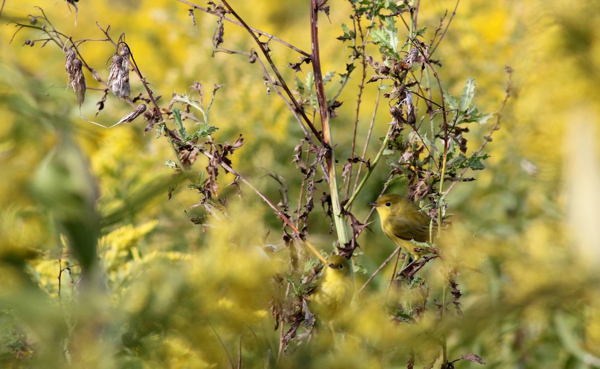 Yellow Warbler - ML20438471