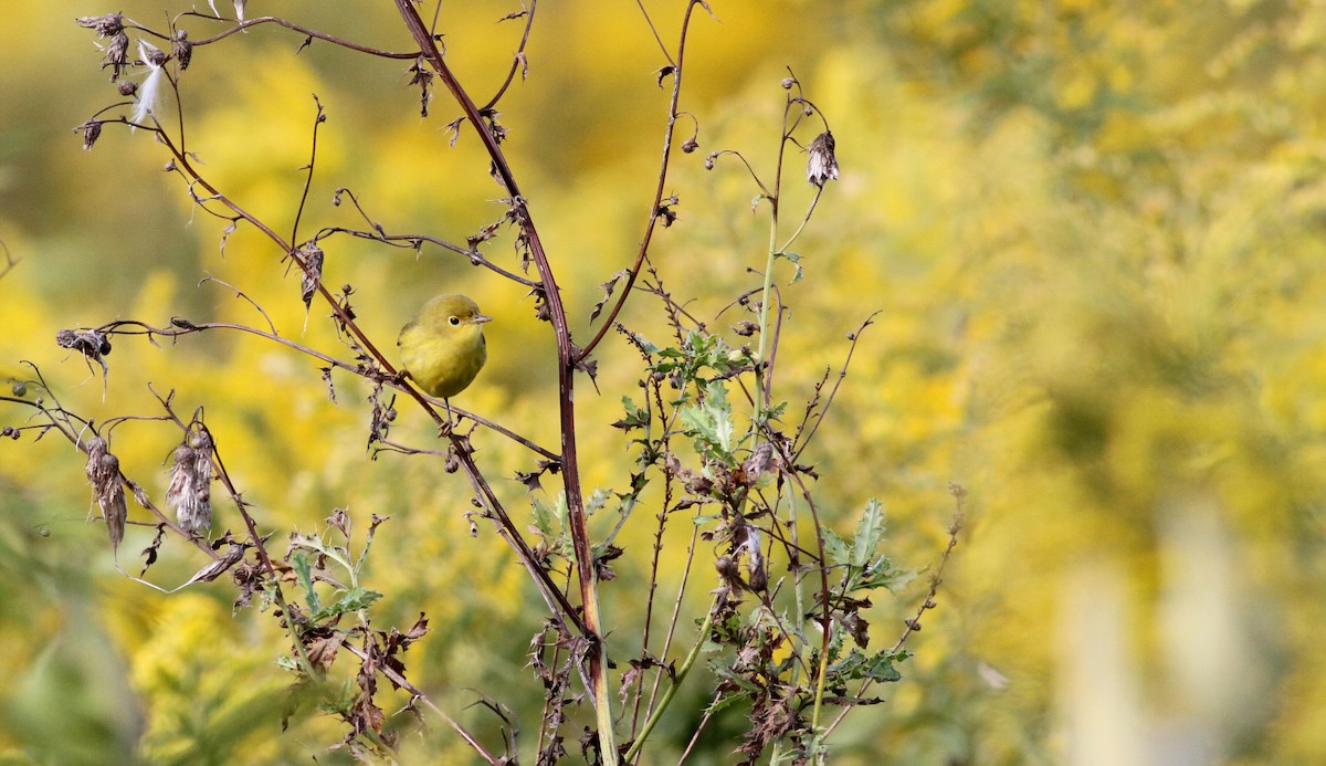 Yellow Warbler - ML20438481