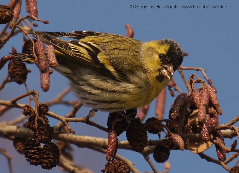 Eurasian Siskin - ML204385051