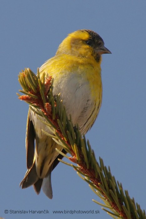 Eurasian Siskin - ML204385061