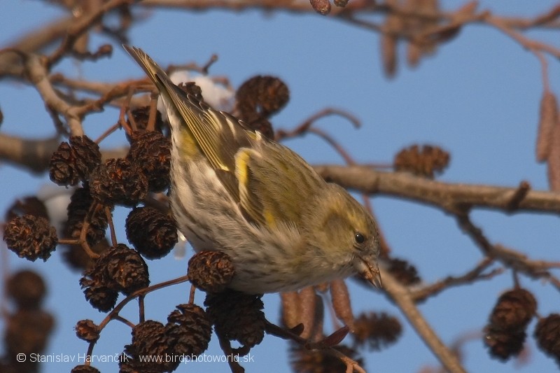 Eurasian Siskin - ML204385071