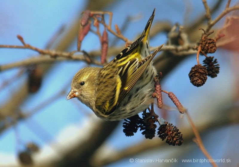 Eurasian Siskin - Stanislav Harvančík